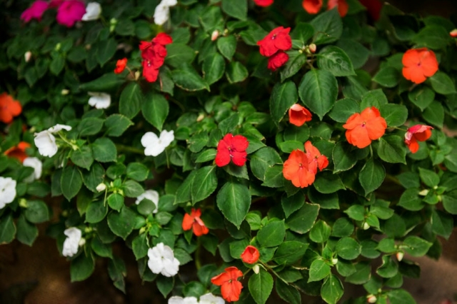 Beautiful Evergreen Flowering Plants in India to Grow at Home